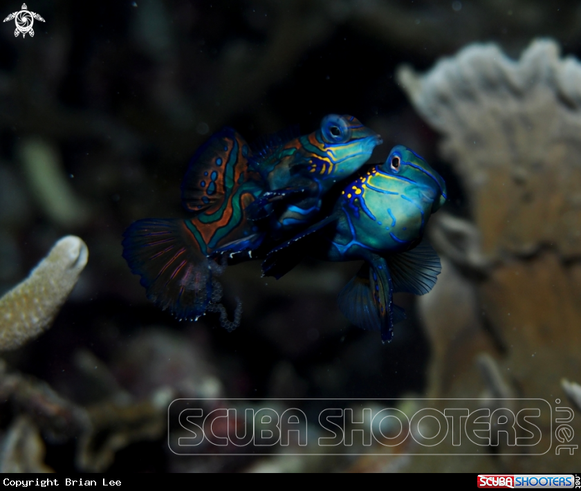 A Mandarin Fish