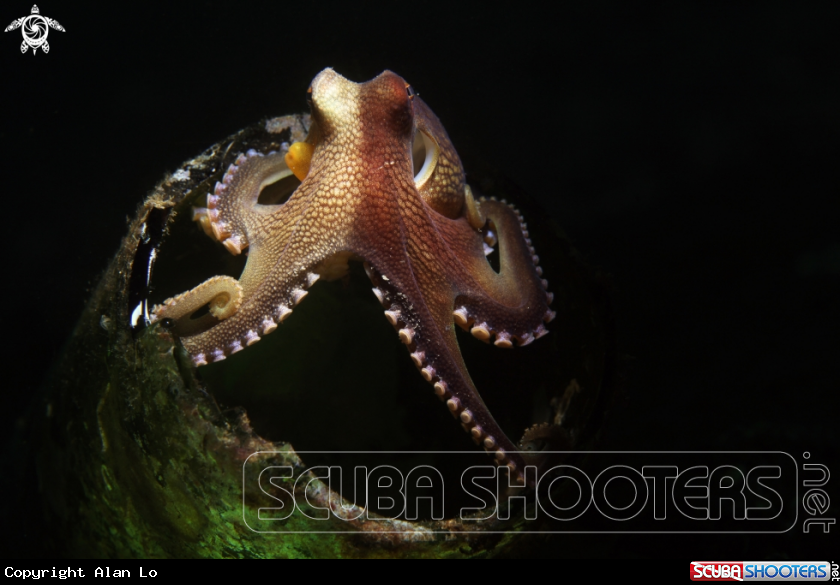 A octopus