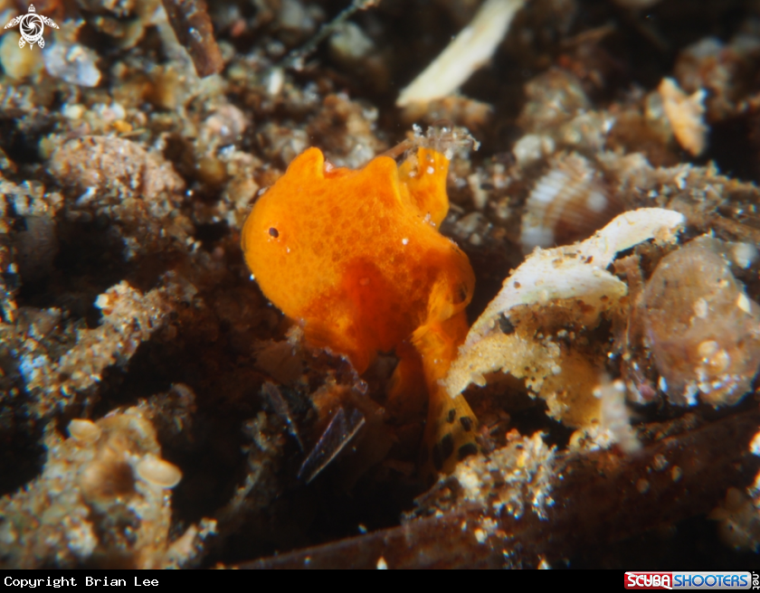 A Frog Fish