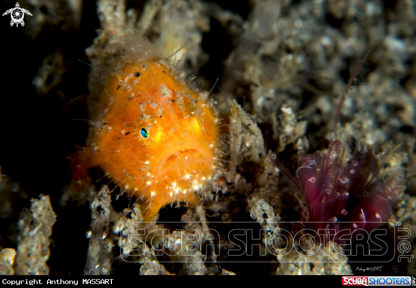 A Frog fish