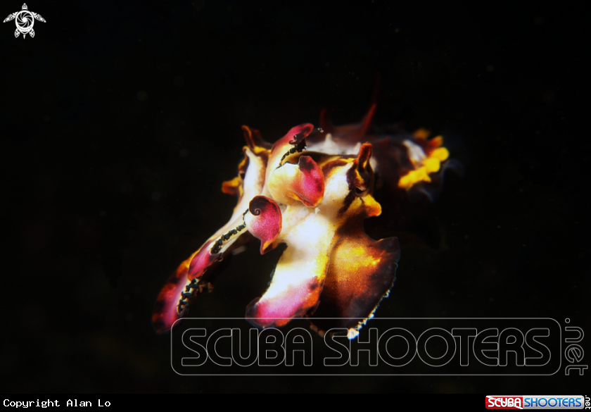 A flamboyant cuttlefish