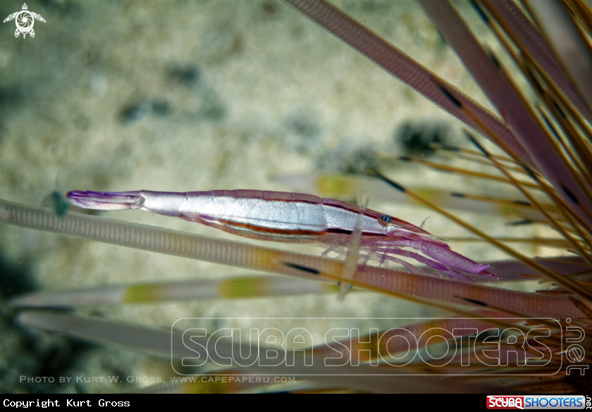 A Shrimp on a Urchin