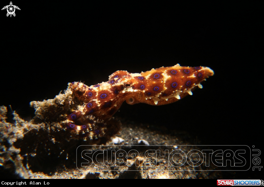 A blue ring octopus