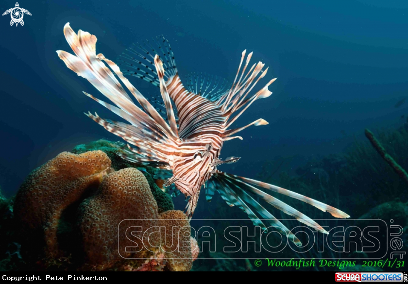 A Lion Fish