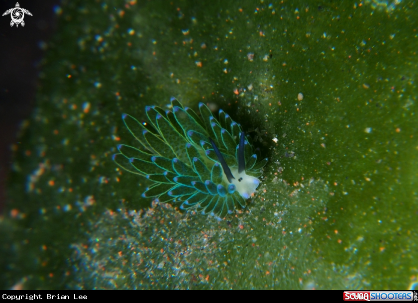 A Nudibranch