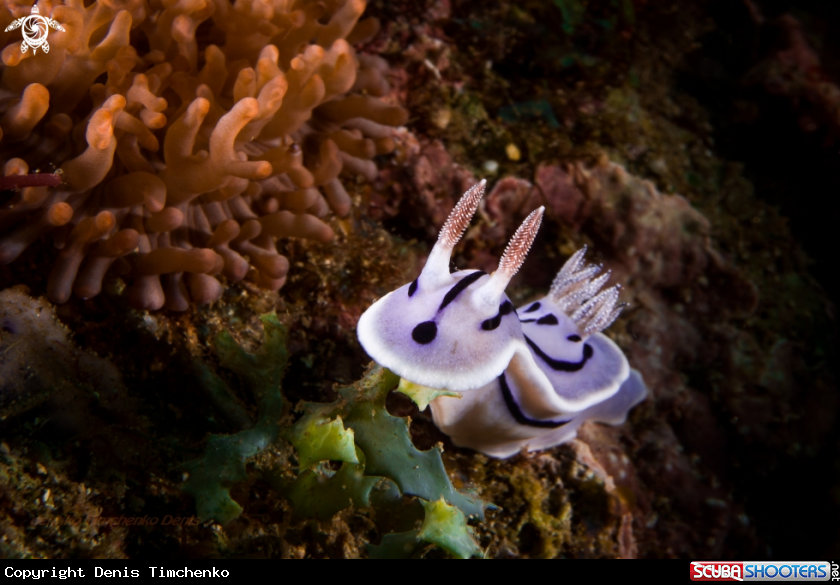 A NUDIBRANCH