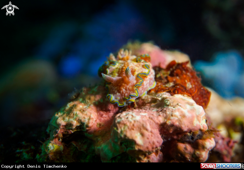 A NUDIBRANCH