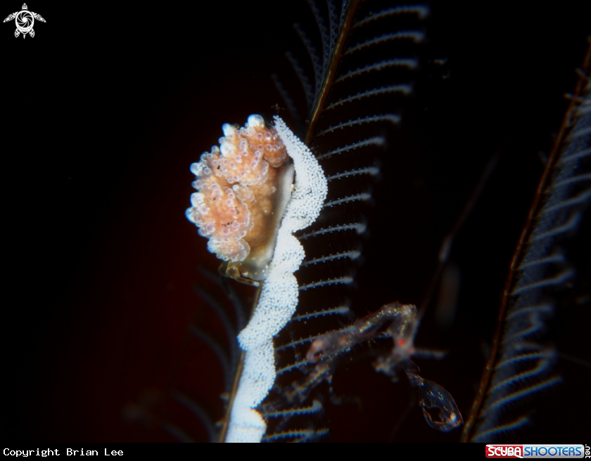 A Nudibranch