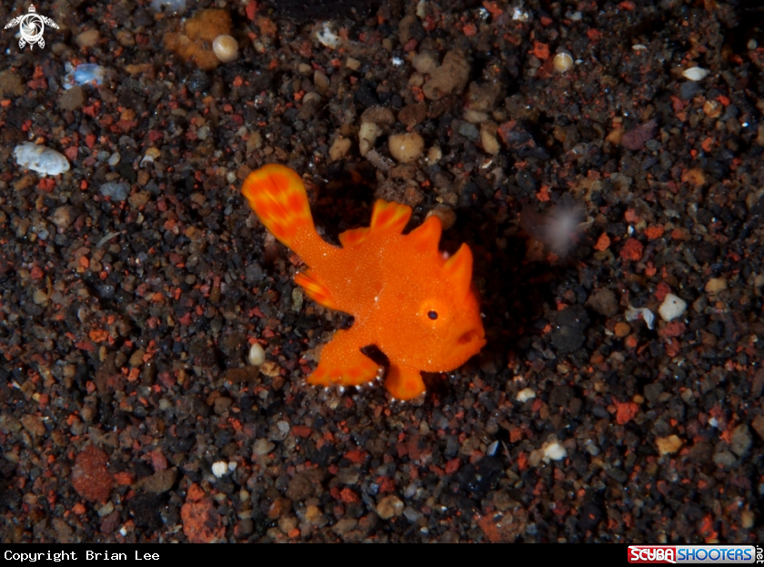 A Frog Fish