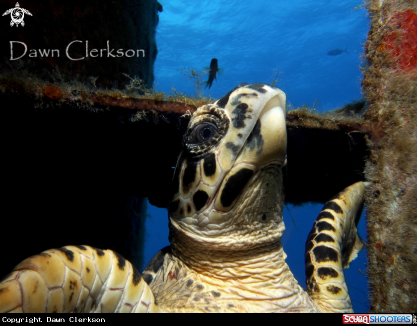 A Hawksbill Turtle