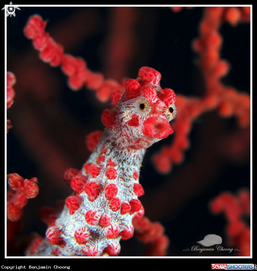 A Bargibanti's Pygmy Seahorse