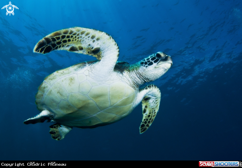 A green turtle