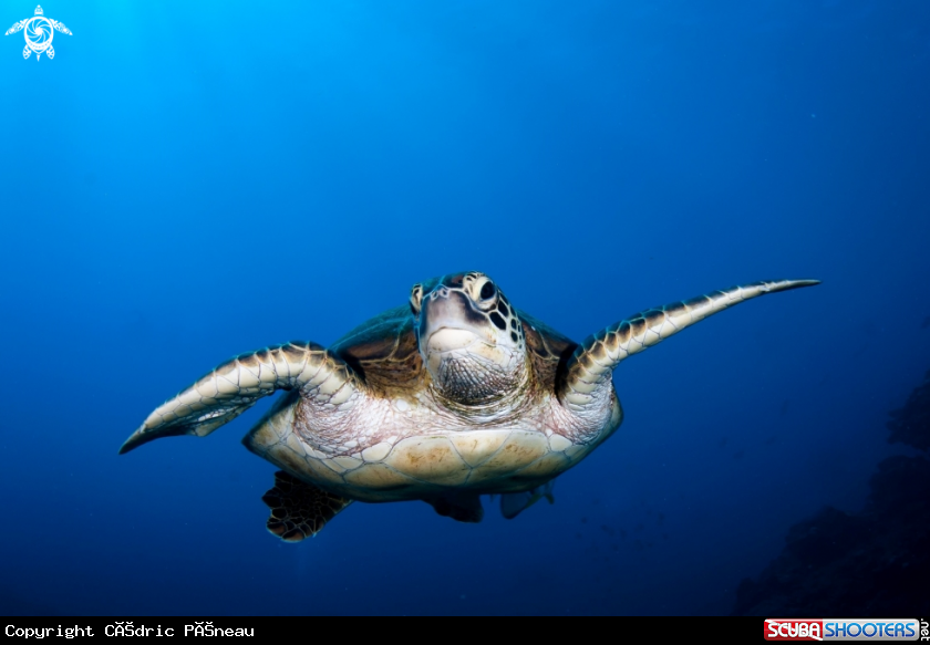 A green turtle