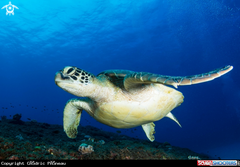 A green turtle