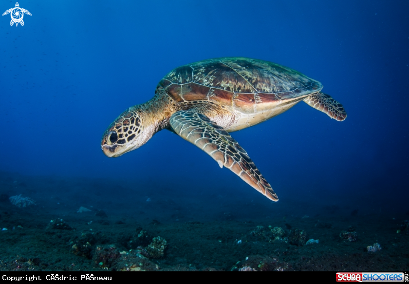 A green turtle