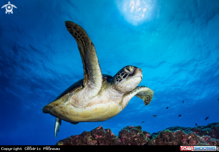 A green turtle