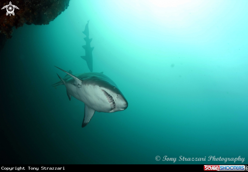 A Grey nurse shark