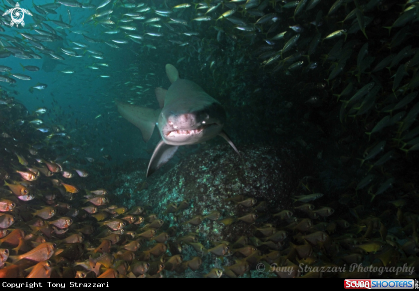 A Grey nurse shark