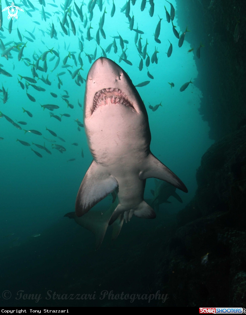 A Grey nurse shark