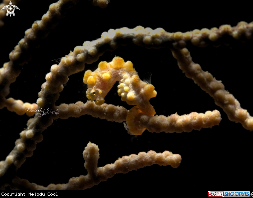 A Pygmy seahorse 