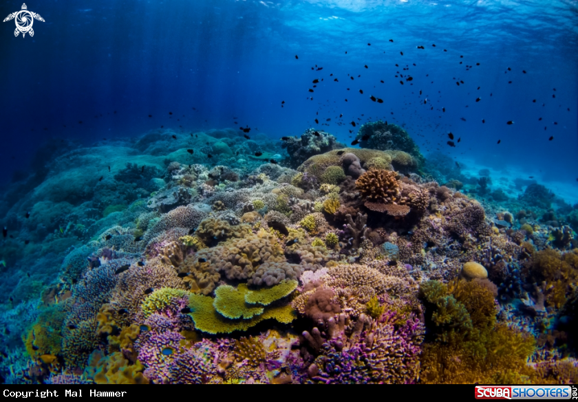 A Tubbataha Reef