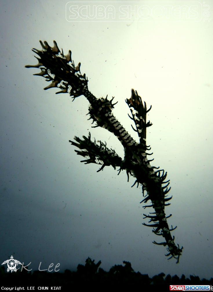 A PIPEFISH