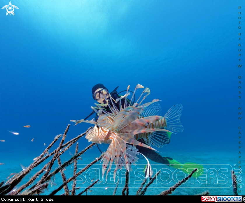 A Lion Fish