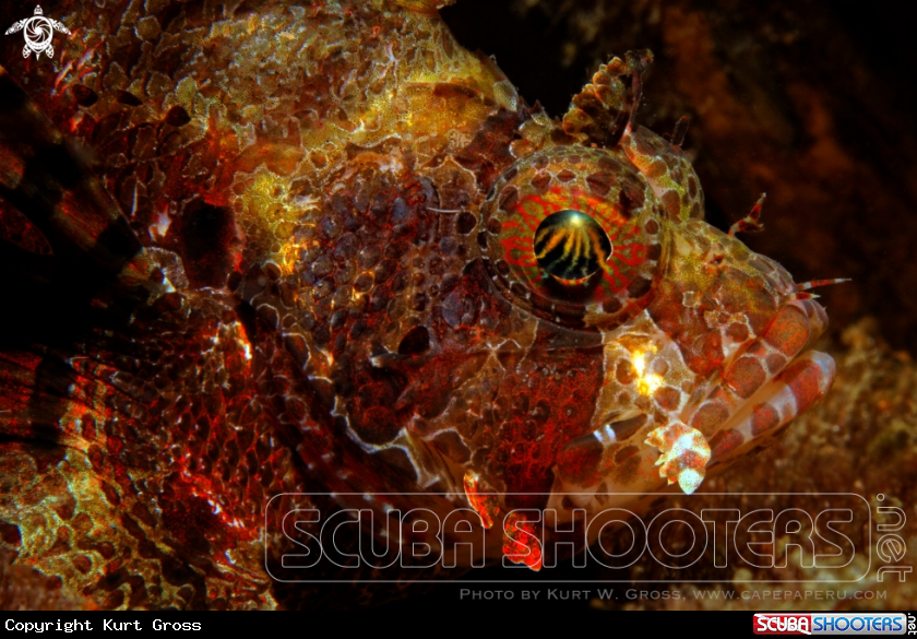 A Skorpion Fish