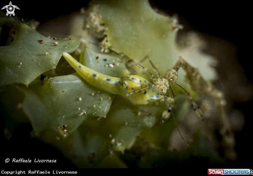 A sea slug and skeleton shrimp