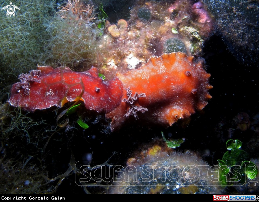 A Nudibranch