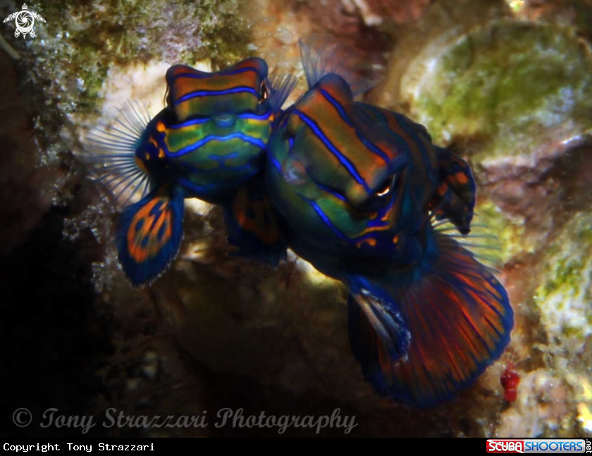 A Mandarin fish