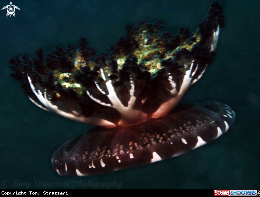 A Upside-down Jellyfish