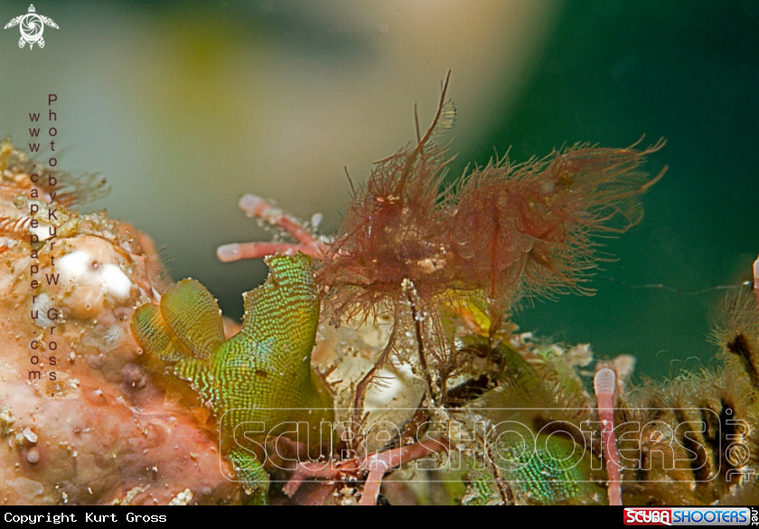 A Hairy shrimp