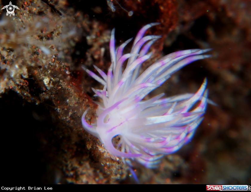 A Nudibranch