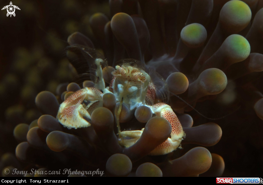 A Porcelain crab