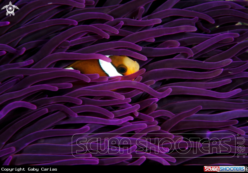 A clownfish