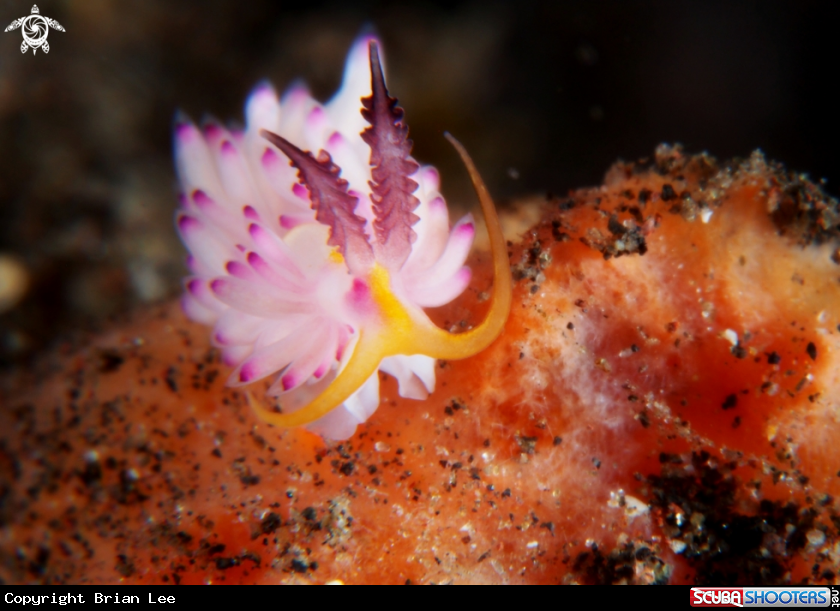 A Nudibranch