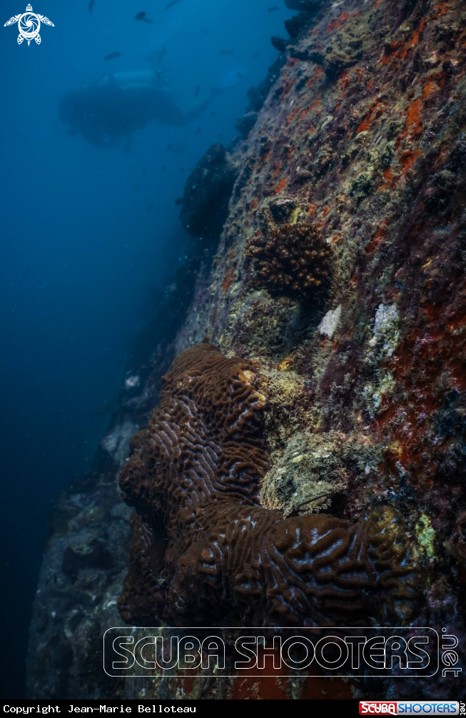 A Bearded Scorpion-Fish