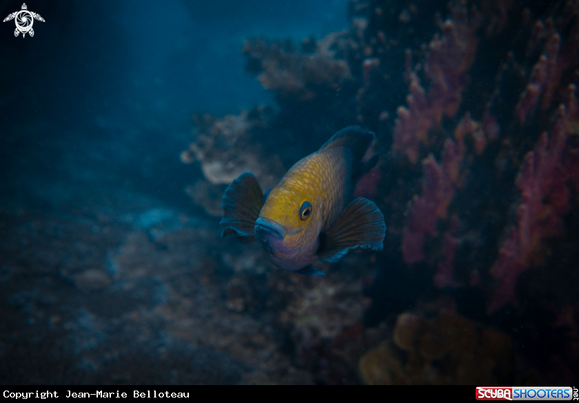 A Dusky Damselfish