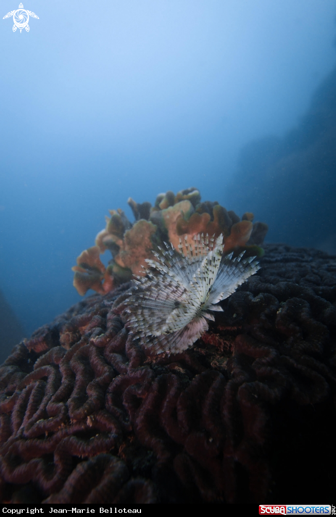 A Feather Star