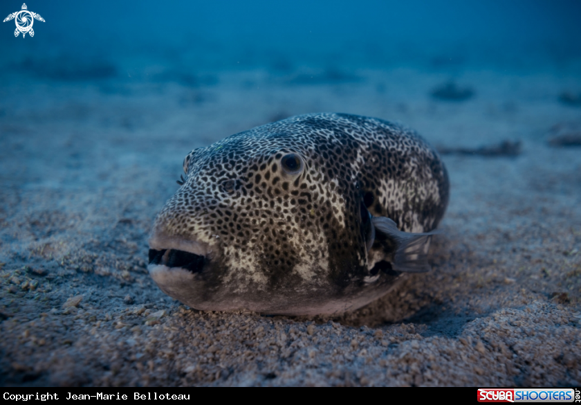 A Giant Pufferfish