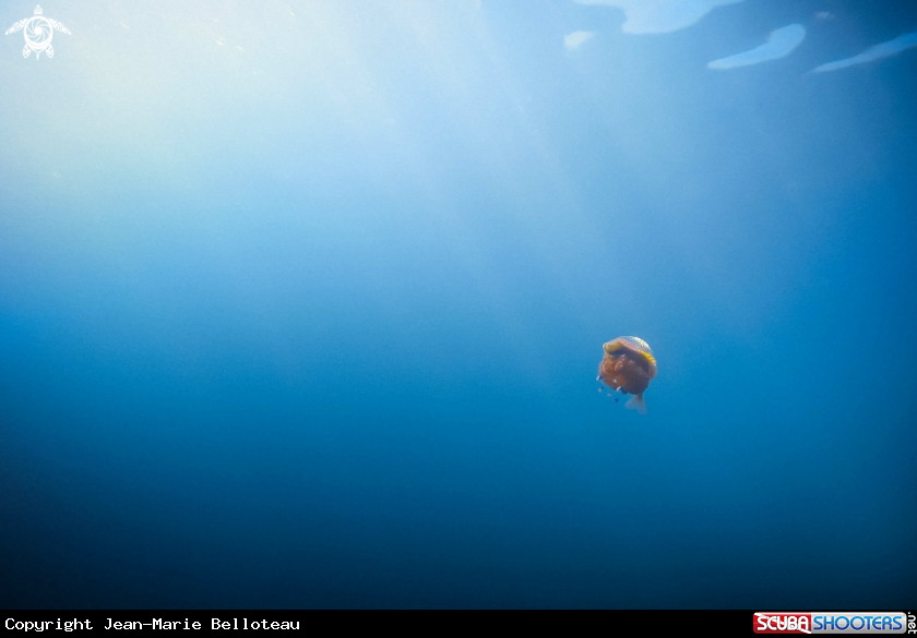 A White Spotted Jellyfish_