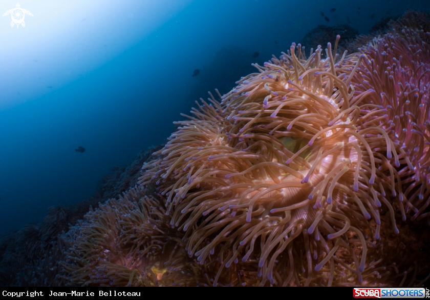 A Magnificent Sea Anemone