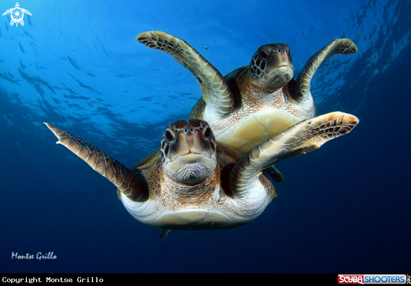 A Green turtle