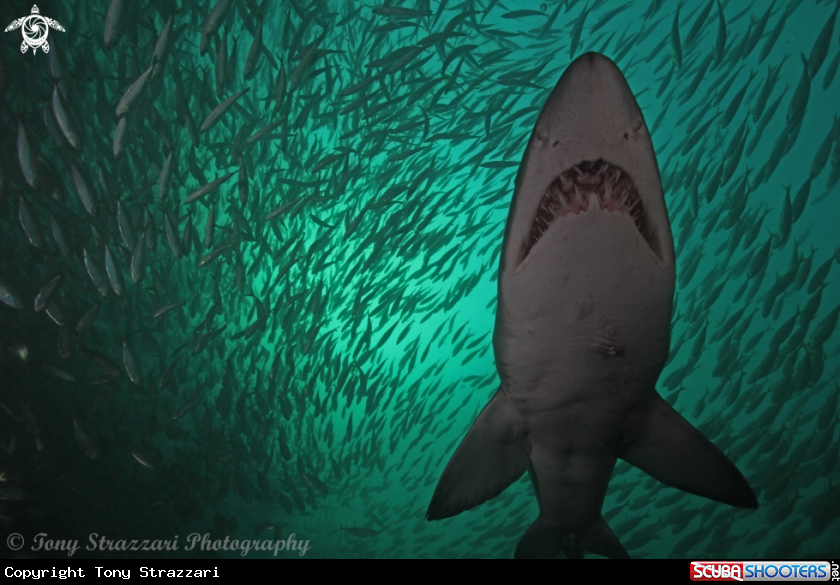 A Grey nurse shark