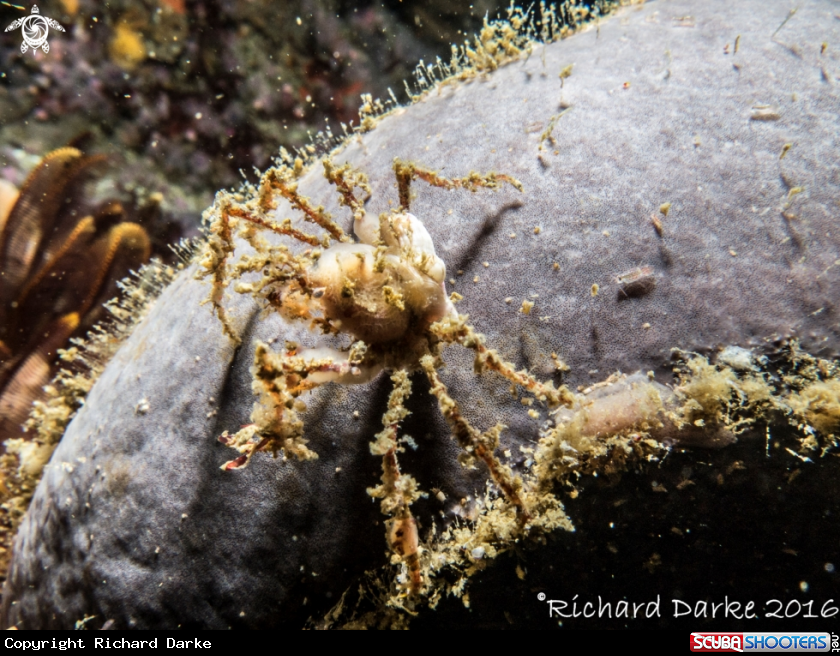 A Spider Crab