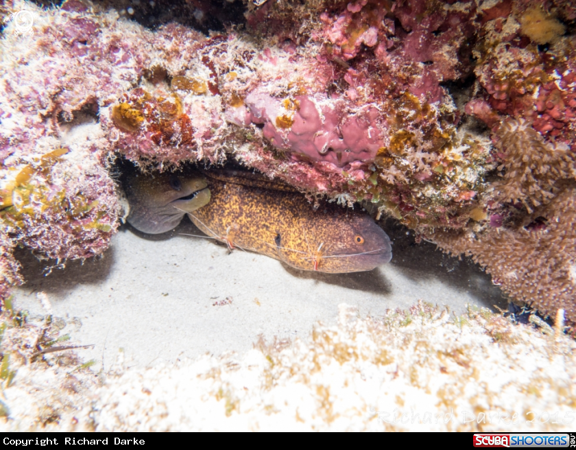 A Yellow Edge Moray