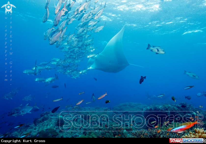 A Manta Ray