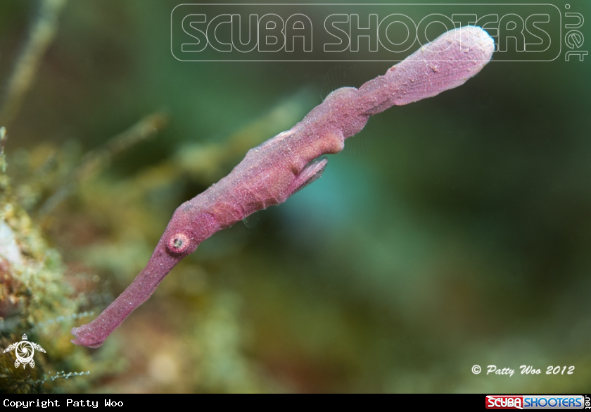 A Velvet Ghost Pipefish