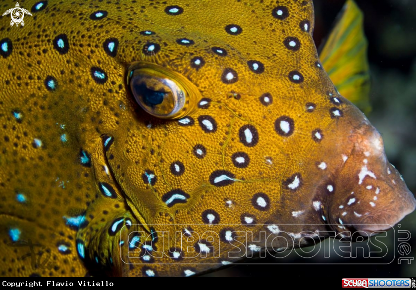 A boxfish